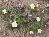 /album/fotogalerie-nabidka/anemone-nemorosa-typ-von-bill-baker-jpg/